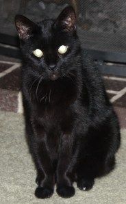 black cat maggie